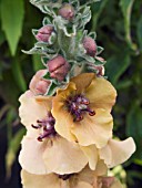 VERBASCUM HELEN JOHNSON