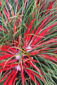 FASCICULARIA BICOLOR