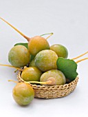 GINKO BILOBA, MAIDENHAIR TREE, CONIFER,  HARVESTED FRUIT