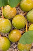 GINKO BILOBA, MAIDENHAIR TREE, CONIFER,  HARVESTED FRUIT