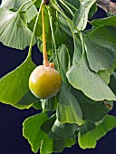 GINKO BILOBA, MAIDENHAIR TREE, CONIFER,  HARVESTED FRUIT