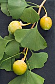 GINKO BILOBA, MAIDENHAIR TREE, CONIFER,  HARVESTED FRUIT, OCTOBER