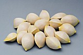 GINKO BILOBA, MAIDENHAIR TREE, CONIFER, SEEDS