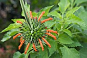 LEONOTIS LEONURUS