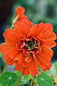 TROPAEOLUM MAJUS HERMINE GRASHOFF, DOUBLE RED