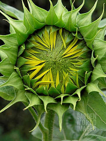 SUNFLOWER_BUD_TO_FLOWER_SERIES_DAY4_OF_8