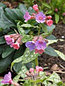 PULMONARIA OFFICINALIS (LUNGWORT)