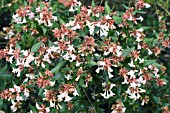 ABELIA X GRANDIFLORA