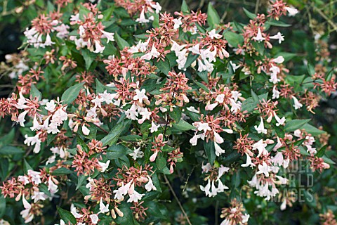 ABELIA_X_GRANDIFLORA