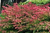 EUONYMUS ALATUS, WINGED SPINDLE BUSH