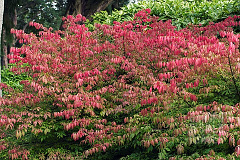 EUONYMUS_ALATUS_WINGED_SPINDLE_BUSH