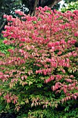 EUONYMUS ALATUS, WINGED SPINDLE BUSH