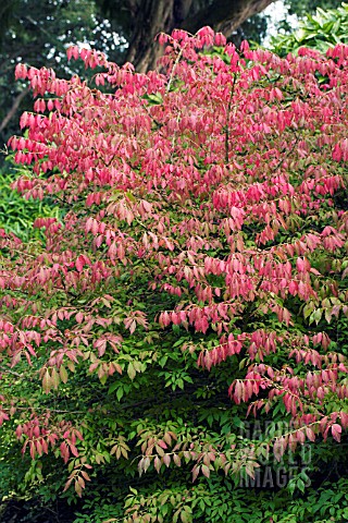 EUONYMUS_ALATUS_WINGED_SPINDLE_BUSH