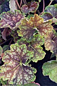 HEUCHERA BEAUTY COLOUR