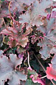 HEUCHERA CHOCOLATE RUFFLES