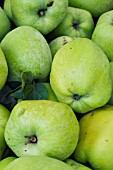 MALUS DOMESTICA CATHEAD, COOKING APPLE