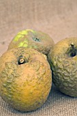 MALUS DOMESTICA KNOBBY RUSSETT, EATING APPLE