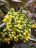 MAHONIA REPENS ROTUNDIFOLIA