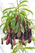 NEPENTHES INERMIS X N. VENTRICOSA, HOT HOUSE PITCHER PLANT