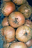 ALLIUM CEPA, ONION STRING FOR WINTER STORAGE, OCTOBER