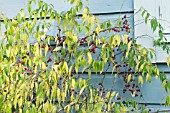 PRINSEPIA SINENSIS, HARDY SHRUB, AUTUMN COLOUR & FRUITS, SEPTEMBER