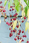 PRINSEPIA SINENSIS, HARDY SHRUB, AUTUMN COLOUR & FRUITS, SEPTEMBER