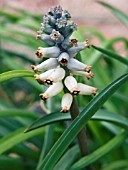 MUSCARI MUSCARIMI