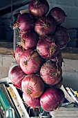 ALLIUM CEPA RED BARON,  DRYING IN POTTING SHED FOR WINTER STORAGE, OCTOBER