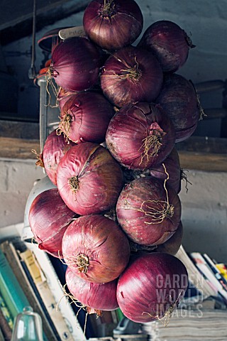 ALLIUM_CEPA_RED_BARON__DRYING_IN_POTTING_SHED_FOR_WINTER_STORAGE_OCTOBER