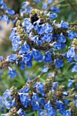 SALVIA ULIGINOSA, HARDY PERENNIAL, OCTOBER