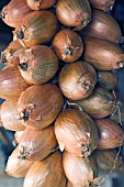 ALLIUM ASCALONICUM, STRING OF SHALLOTS STORED FOR WINTER,  OCTOBER