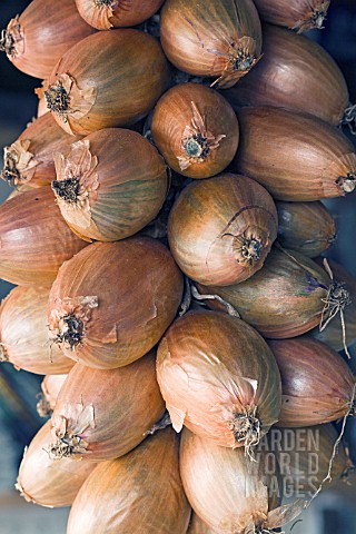 ALLIUM_ASCALONICUM_STRING_OF_SHALLOTS_STORED_FOR_WINTER__OCTOBER