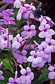 STREPTOCARPUS CRYSTAL BLUSH, COOL HOUSE POT PLANT, OCTOBER