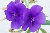 TIBOUCHINA URVILLEANNA VARIEGATA, TENDER POT PLANT