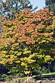 ACER SHIRASAWANUM AUREA, AUTUMN COLOUR, JAPANESE MAPLE