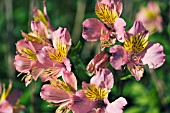 ALSTROEMERIA,