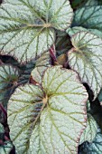 BEGONIA REX SILVER CLOUD