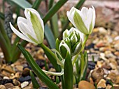 ORNITHOGALUM LANCEOLATUM