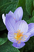 CROCUS SPECIOSUS, AUTUMN FLOWERING CROCUS, OCTOBER