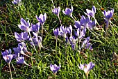 CROCUS SPECIOSUS, AUTUMN FLOWERING CROCUS, OCTOBER