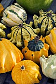 CUCURBITA PEPO CLAWS, ORNAMENTAL GOURD, OCTOBER