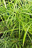 CYPRUS INVOLUCRATUS, UMBRELLA GRASS