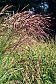 MISCANTHUS GRACILLIMUS