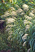 MISCANTHUS SINENSIS SILBERFEDER