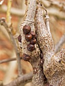 BROWN SCALE INSECT ON WISTERIA (PARTHENOLECANIUM CORNI)