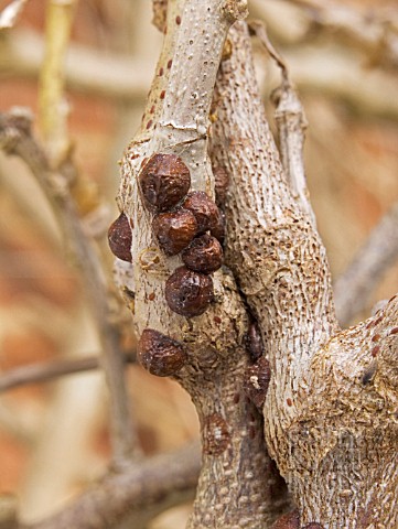 BROWN_SCALE_INSECT_ON_WISTERIA_PARTHENOLECANIUM_CORNI