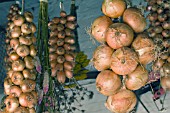 ALLIUM, ONIONS, SHALLOTS & FLOWERS HANGING IN THE POTTING SHED FOR WINTER DRYING, OCTOBER