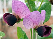 PEA KENT BLUE (PISUM SATIVUM) FLOWERS