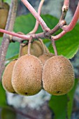 ACTINIDIA CHINENSIS, KIWI FRUIT