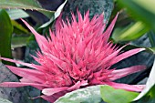 AECHMEA FASCIATA, HOT HOUSE BROMELIAD, OCTOBER